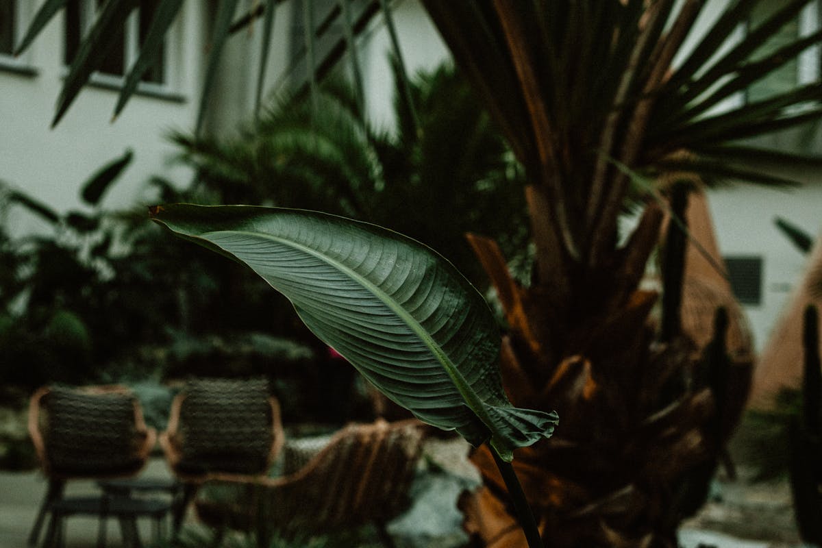 Aménagement paysager avec plantes exotiques à Beaulieu-sur-Mer
